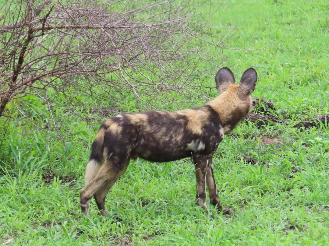 Go Safari-约翰内斯堡必去景点