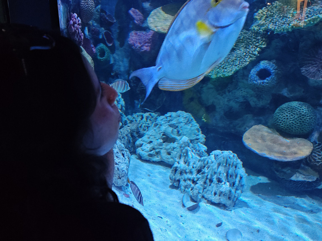 Acuario Michin Guadalajara-瓜达拉哈拉必去景点