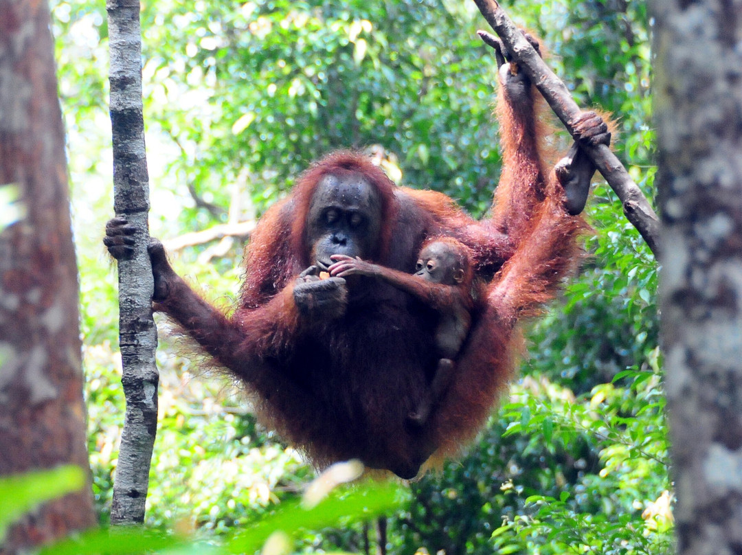 Local Guides - Tanjung Puting-Pangkalan Bun必去景点