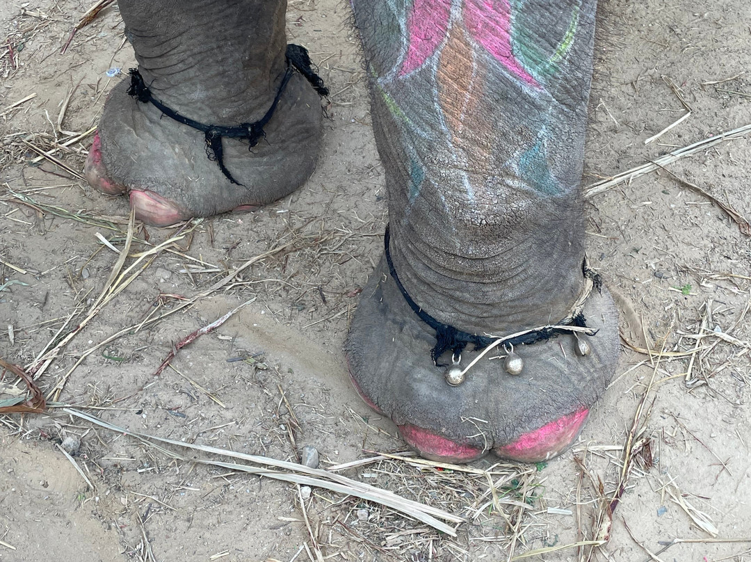 Hathi Gaon Elephant Village-Amer必去景点