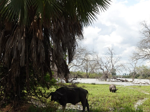 Shammah Wonders Safari Ltd-莫西必去景点