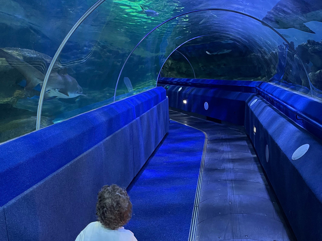 Blue Planet Aquarium-埃尔斯米尔港必去景点