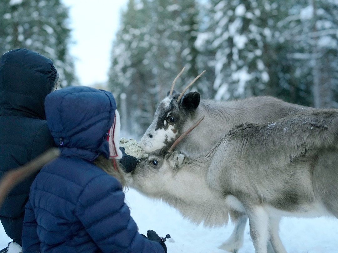 Samireindeer-Balinge必去景点