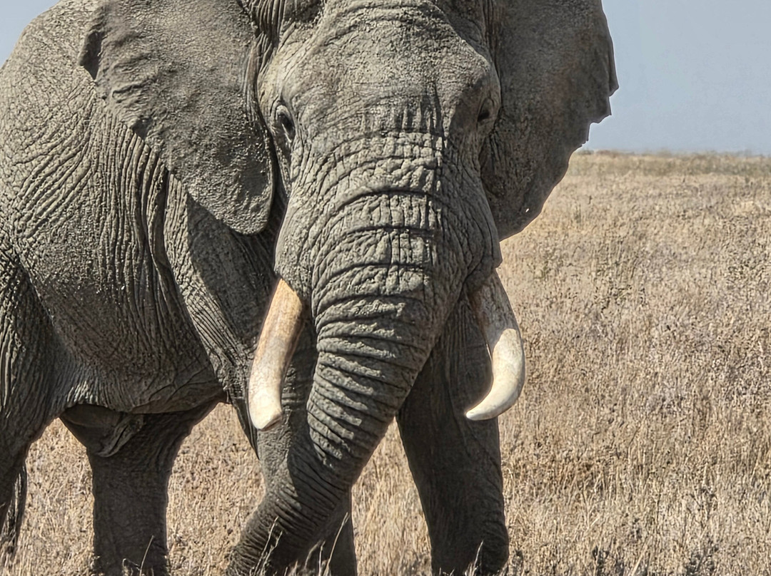 Unlimited Expeditions - The Soul Of Tanzania-阿鲁沙必去景点