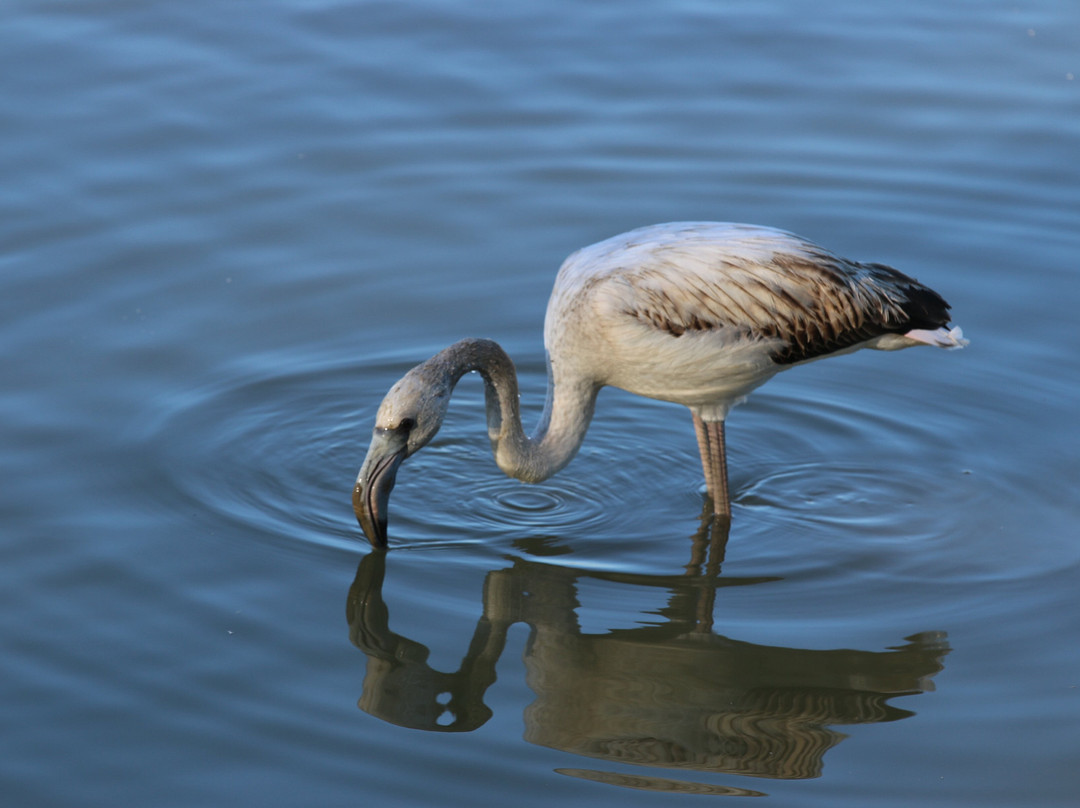 Parc Natural dels Aiguamolls de l'Emporda-罗塞斯必去景点