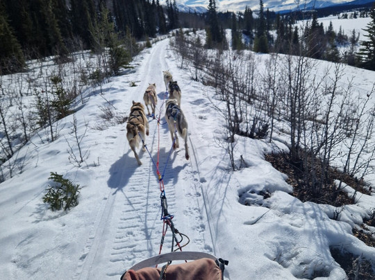 Boreal Kennels-Carcross必去景点