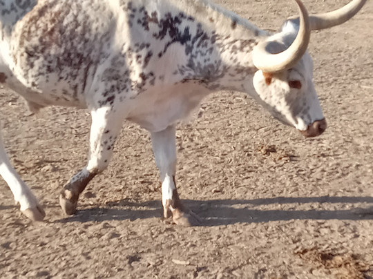 Rancho Cortez Day Trips-Bandera必去景点