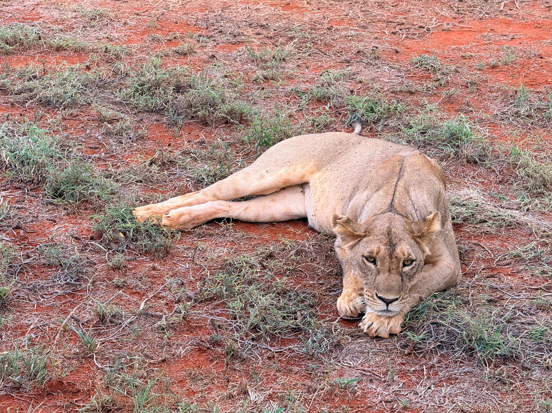 Sunday Best Safaris-蒙巴萨必去景点