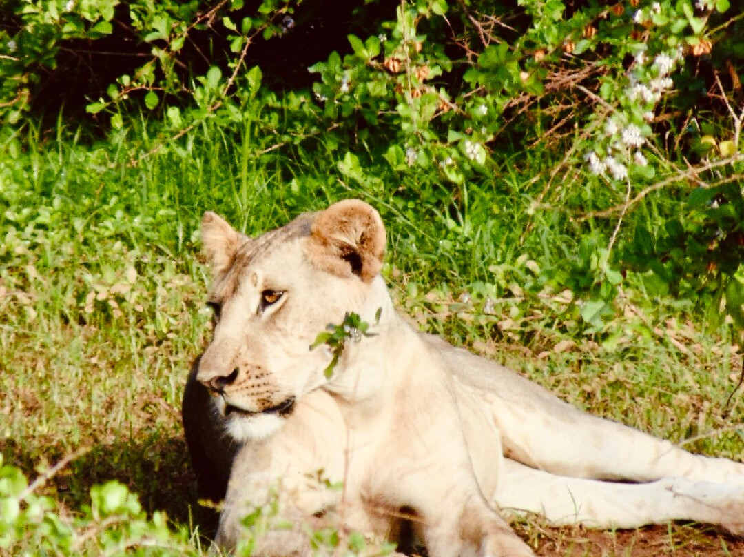 Scopri il Kenya con Nicholas-瓦塔木必去景点