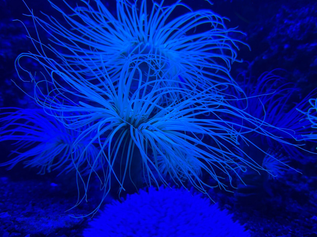 Aquarium de Biarritz-比亚里茨必去景点