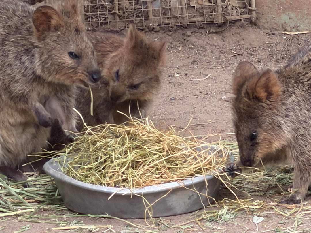 Blue Mountains Tours-格兰布鲁克必去景点