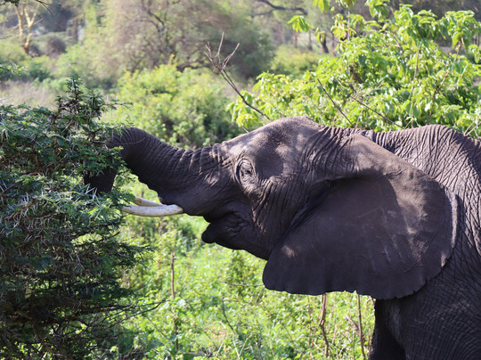 Kilitanzania Pride Tours and Safaris-阿鲁沙必去景点