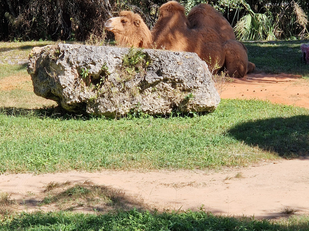 迈阿密动物园-迈阿密必去景点
