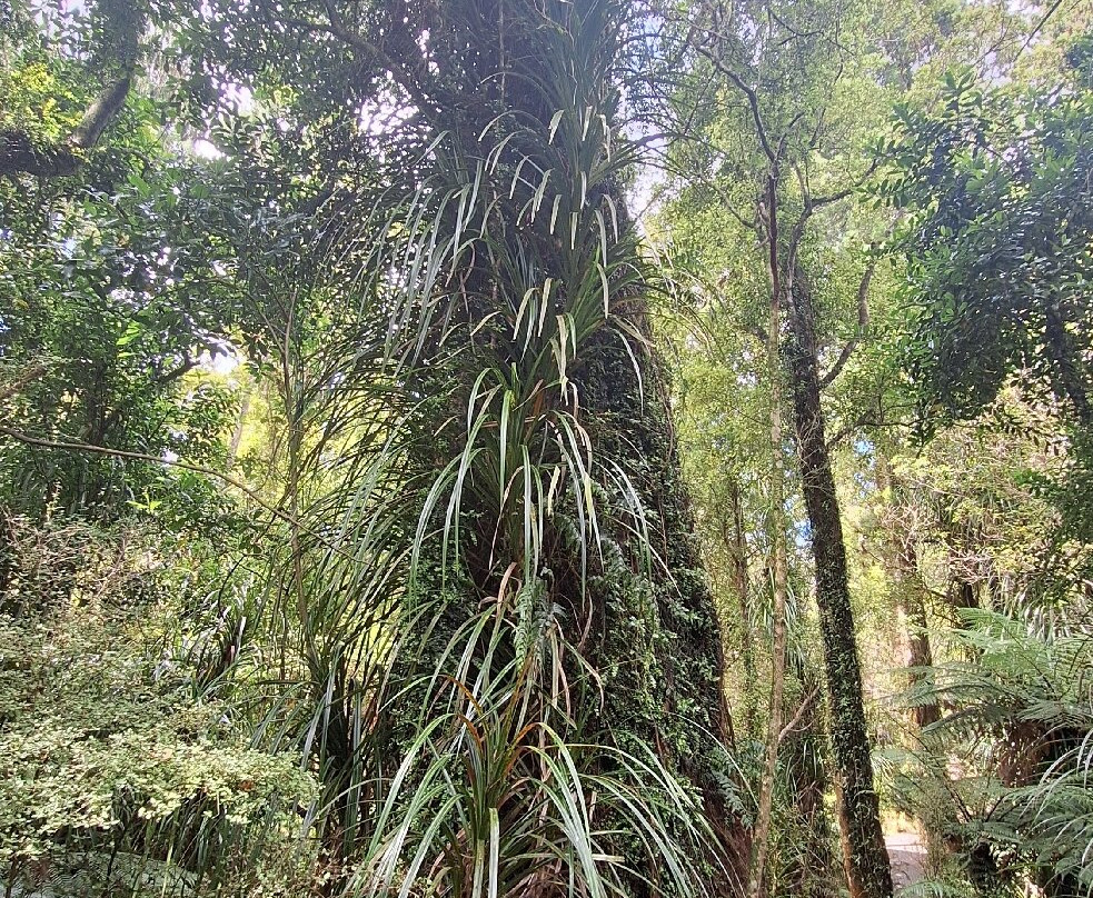 苍鹭保护区-Whataroa必去景点