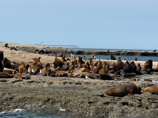 瓦尔德斯半岛-马德林港必去景点