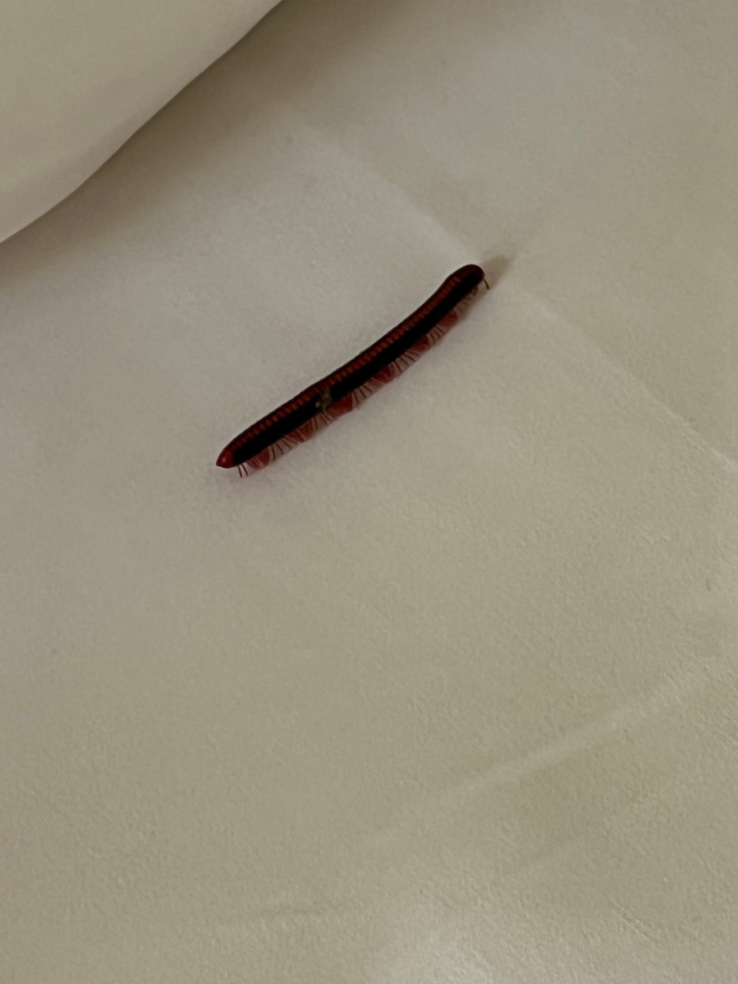 希达勒帕阿欲维达疗养胜地-客卧