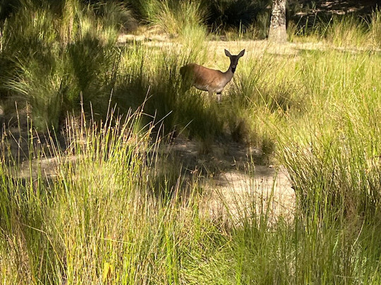 Tapada Nacional de Mafra-Mafra必去景点