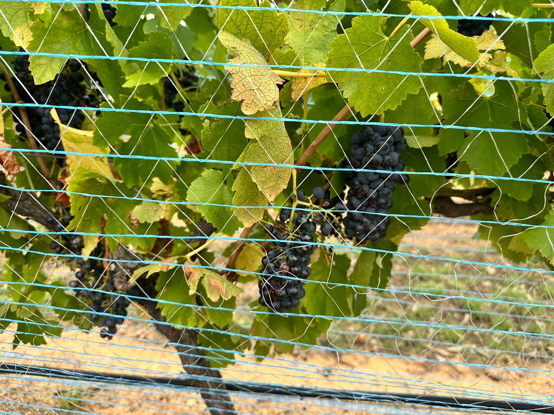 Ernest Hill Wines-Nulkaba必去景点