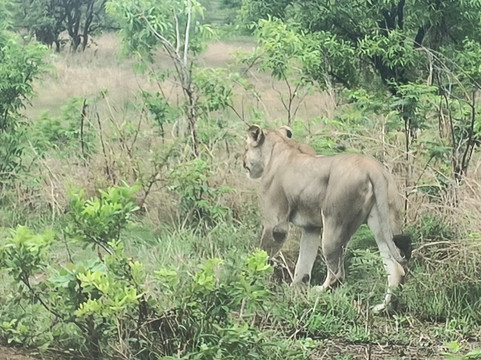 Mikumi Car Rental Safaris-Dar es Salaam必去景点