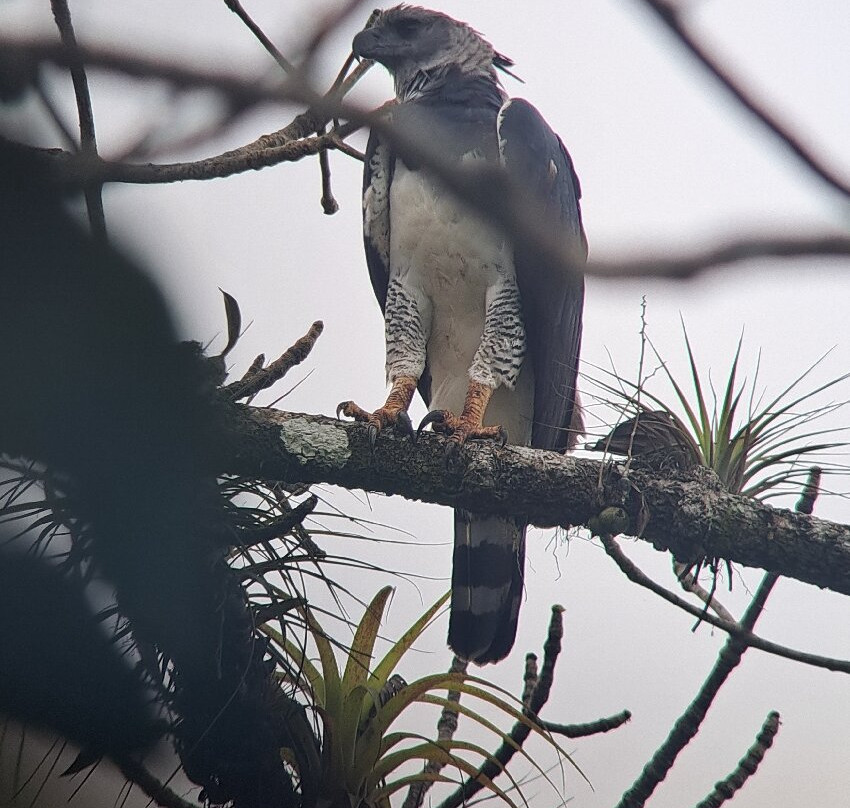 Birding Pipeline Panama-甘博阿必去景点