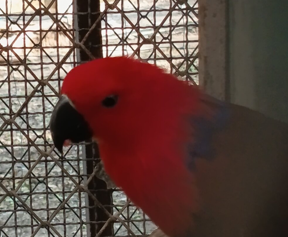 The Bonanza Exotic Zoo-北冲县必去景点