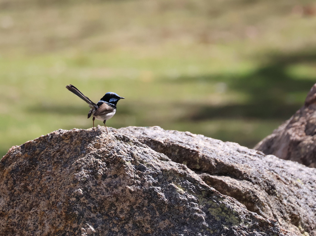 Girraween Country Inn主图