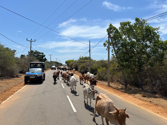 Private Tour Guide in Sri Lanka-科伦坡必去景点
