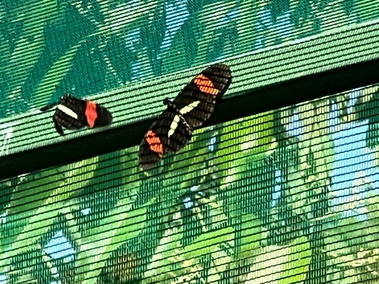 Royal Butterflies-哈科必去景点