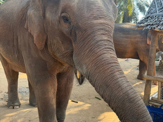 Krabi Elephant House Sanctuary-Sai Thai必去景点