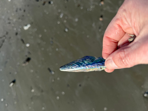 St. Phillips Island Ferry-Saint Helena Island必去景点