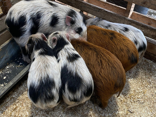 Kew Little Pigs Farm Ltd-Amersham必去景点