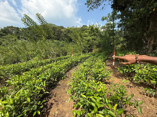 Tsara Tea-Akuressa必去景点