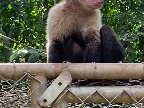 Congo Canopy Tours-Artola必去景点