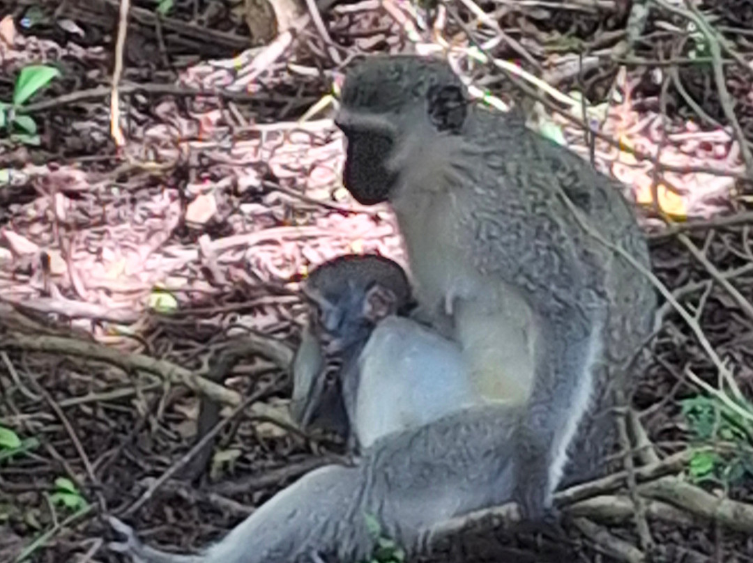 Zulu Safaris-德班必去景点