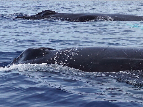 Whale Watch Cabo-卡波圣卢卡斯必去景点