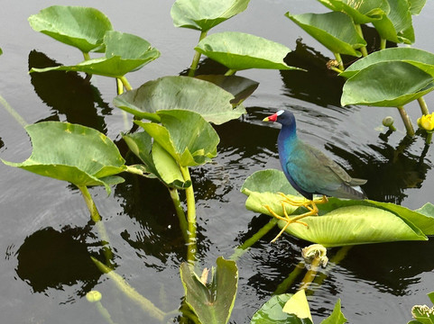 Everglades Swamp Tours-Everglades Wildlife Management Area必去景点