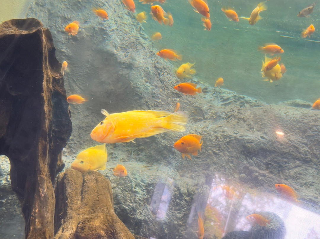 National Aquarium-圣多明哥必去景点