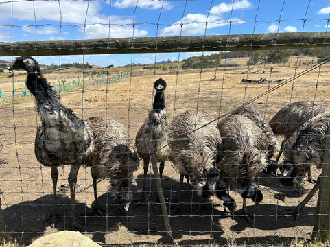 Zoodoo野生动物园-Richmond必去景点