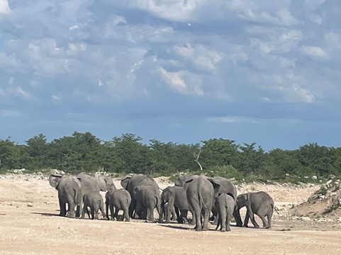 Born in Etosha Self-Drive Private Tours