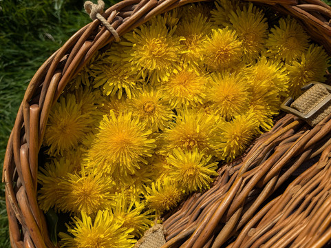 The Cramlington Forager
