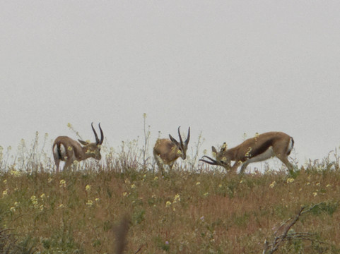 Parc Nacional de Souss-Massa-Takate必去景点