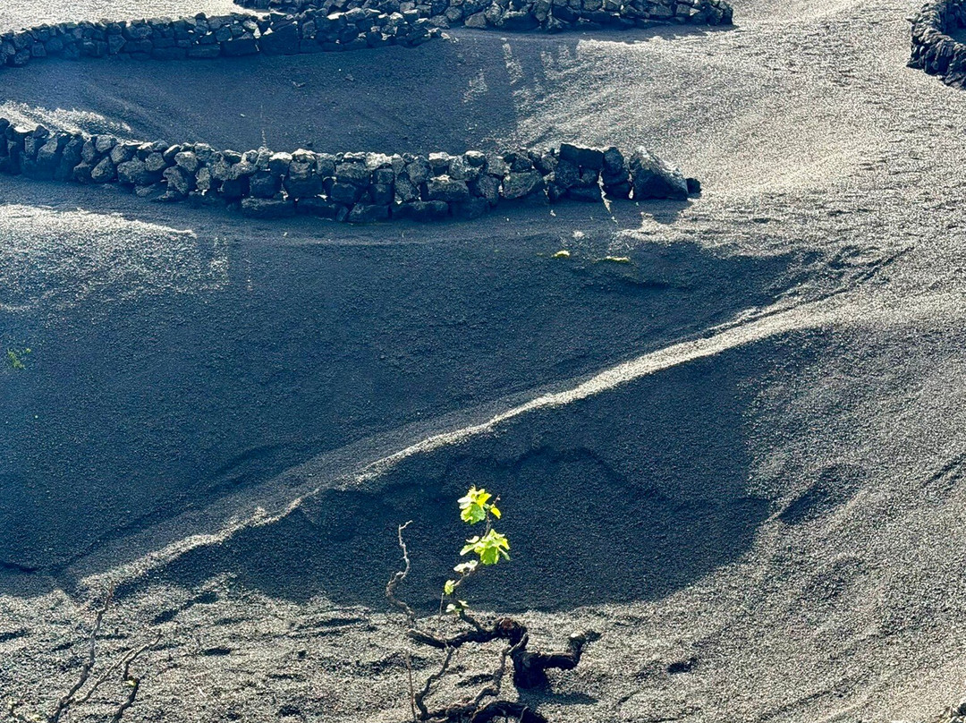 El Grifo - Museo del Vino-San Bartolome必去景点