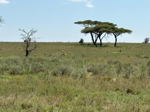 Snow Africa Adventures-阿鲁沙必去景点