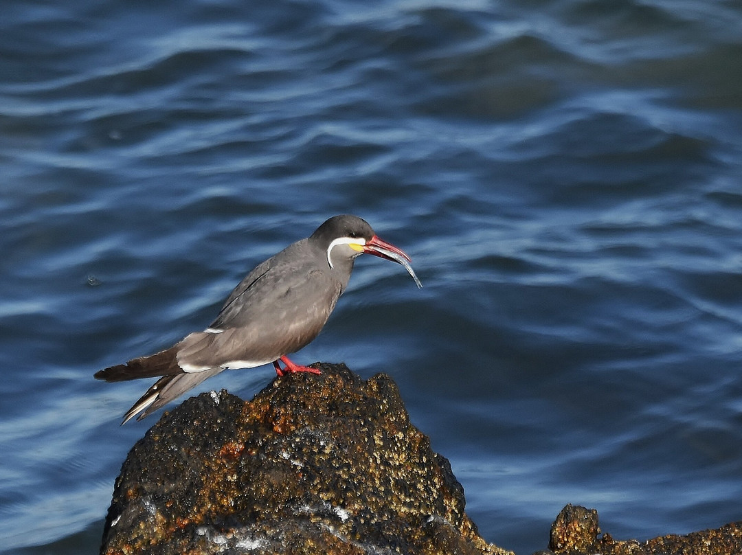 Albatross Birding & Wildlife Photography in Chile-圣地亚哥必去景点