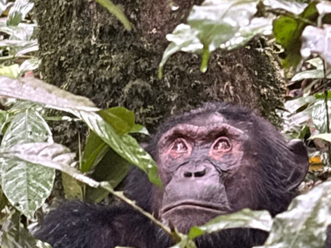 Katella Uganda Safaris-坎帕拉必去景点