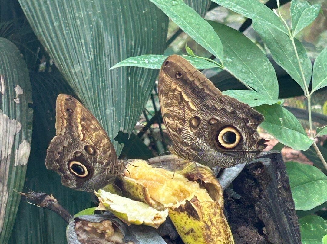 Royal Butterflies-哈科必去景点