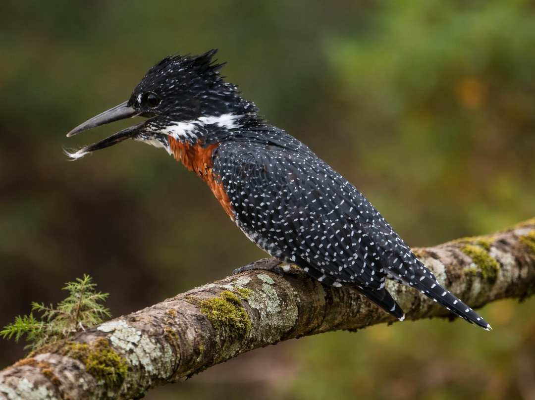 Red Africa Safaris-司库库札必去景点