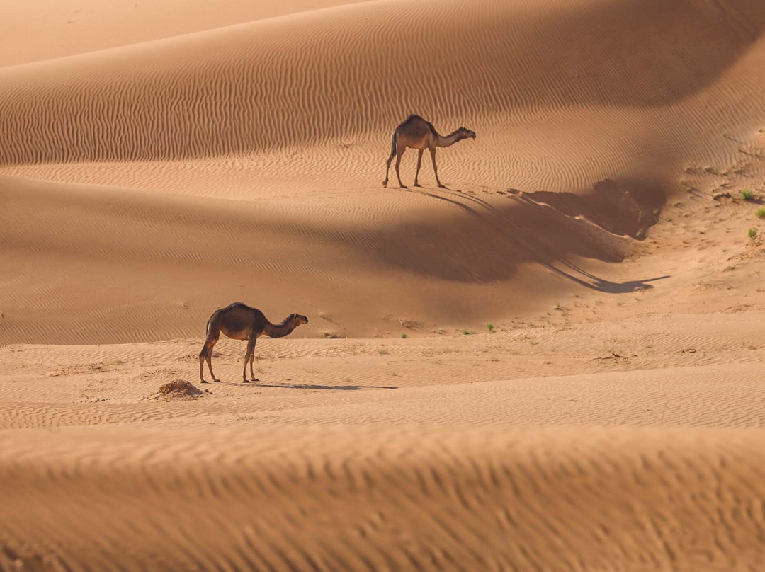 Arabian Sands Tours Oman-塞拉莱必去景点