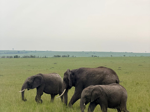Meander Africa Safaris-内罗毕必去景点