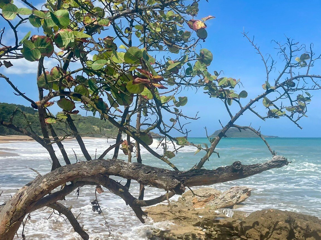 Plage Cluny-Sainte Rose必去景点